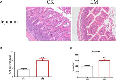 Expansion of Intestinal Secretory Cell Population Induced by Listeria monocytogenes Infection: Accompanied With the Inhibition of NOTCH Pathway